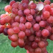 Саженец Виноград Малиновый супер С3