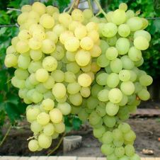 Саженец Виноград Поплавский С3