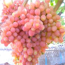 Саженец Виноград Кишмиш Премьер С3