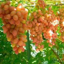 Саженец Виноград Кишмиш Премьер С3