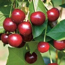 Саженец Вишня Владимирская С7,5