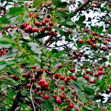 Саженец Вишня Владимирская С7,5