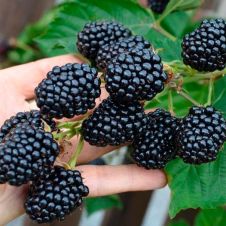 Саженец Ежевика садовая Лох Тей (Loch Tay) С2