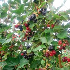 Саженец Ежевика садовая Лох Тей (Loch Tay) С2