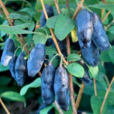 Саженец Жимолость Голубой Банан P9 H15-20