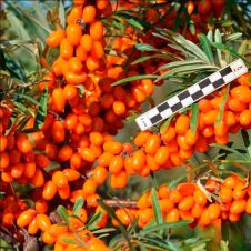 Саженец Облепиха Афина С2