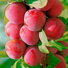 Саженец Слива Веста С7