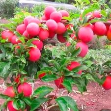 Саженец Слива Веста С7