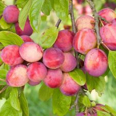 Саженец Слива Ксения С7