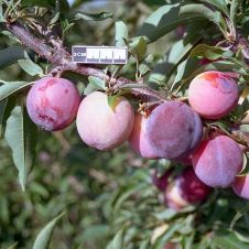 Саженец Слива Ксения С7