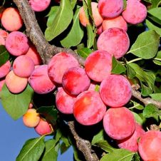 Саженец Слива Маньчжурская красавица С7