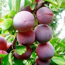 Саженец Слива Маньчжурская красавица С7