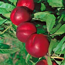 Саженец Слива Уральская красная С7