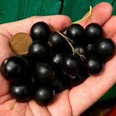 Саженец Смородина черная Багира 40-50 см, 2 л