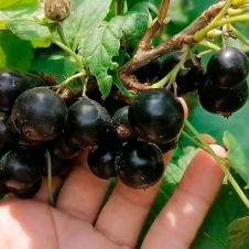 Саженец Смородина черная Багира С2