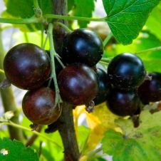 Саженец Смородина черная Ядреная 40-50 см, 2 л