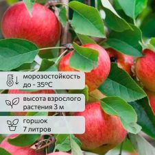 Саженец Яблоня ВЭМ яркий С7