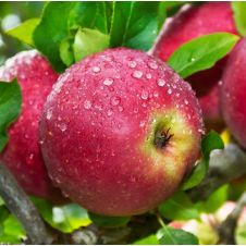 Саженец Яблоня ВЭМ яркий С7