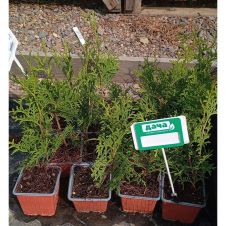 Туя западная Columna (Колумна) Р9