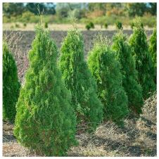 Туя западная Holmstrup (Холмструп) Р9