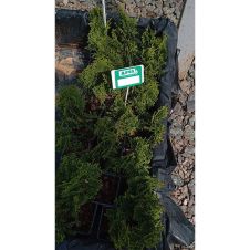 Туя западная Holmstrup (Холмструп) Р9