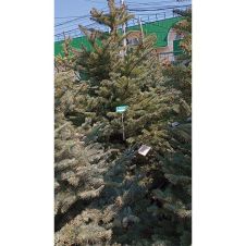 Ель колючая голубая КОМ 225-250 см