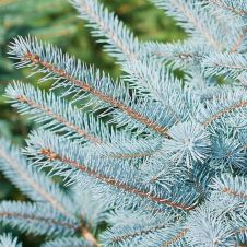 Ель колючая Glauca (Глаука) ком+сетка 225-250 см