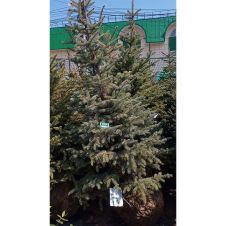 Ель колючая Glauca (Глаука) ком+сетка 225-250 см