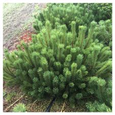 Сосна горная Mughus (Мугус) С3