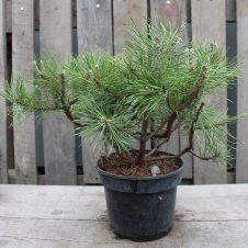 Сосна горная Mughus (Мугус) С3