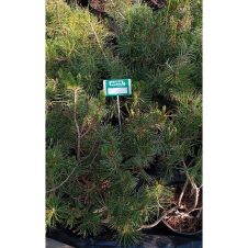 Сосна горная Mughus (Мугус) С3