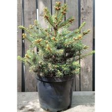 Ель колючая Glauca (Глаука) С7,5