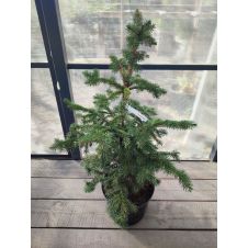 Ель колючая Glauca (Глаука) С7,5