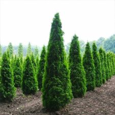 Туя западная Columna (Колумна) RB C20 100 см