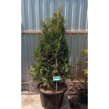Туя западная Columna (Колумна) RB C20 100 см
