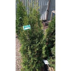 Туя западная Columna (Колумна) RB C20 100 см