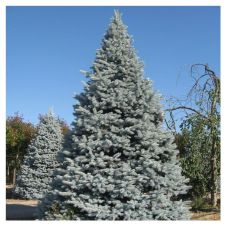 Ель колючая Hoopsii (Хупси) С20 100-120 см
