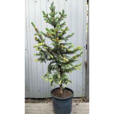 Ель колючая Hoopsii (Хупси) С20 100-120 см