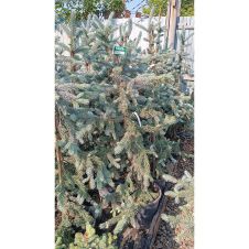 Ель колючая Hoopsii (Хупси) С20 100-120 см