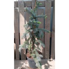 Ель колючая Hoopsii (Хупси) С5/7,5