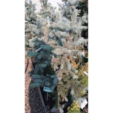 Ель колючая Hoopsii (Хупси) С5/7,5