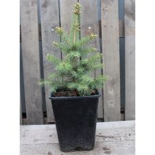 Ель колючая Glauca (Глаука) С5 25-35 см