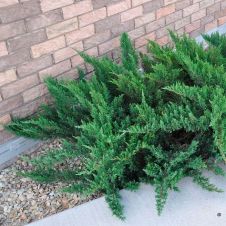 Можжевельник казацкий Тамарисцифолия (Tamariscifolia) Р9