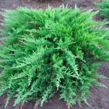 Можжевельник казацкий Тамарисцифолия (Tamariscifolia) Р9