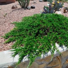 Можжевельник казацкий Тамарисцифолия (Tamariscifolia) Р9
