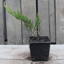 Можжевельник казацкий Тамарисцифолия (Tamariscifolia) Р9