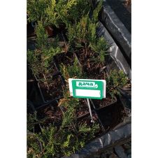 Можжевельник казацкий Тамарисцифолия (Tamariscifolia) Р9