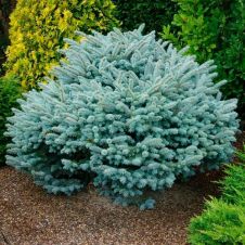 Ель колючая Glauca globosa (Глаука Глобоза) C3