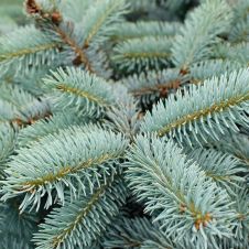Ель колючая Glauca globosa (Глаука Глобоза) C3