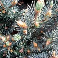 Ель колючая Glauca globosa (Глаука Глобоза) C3